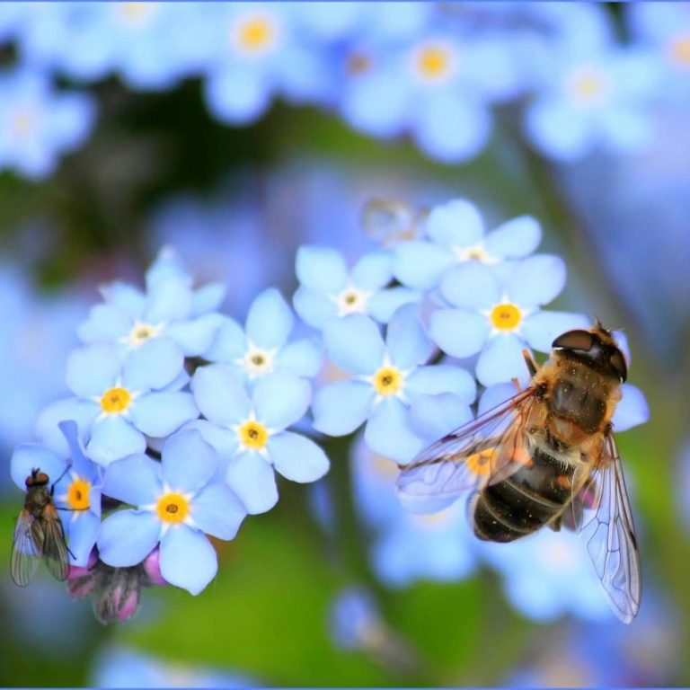 Une abeille butine une fleur violette