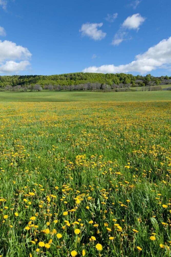 Une prairie verdoyante, d'herbe et de fleurs sous un ciel bleu 