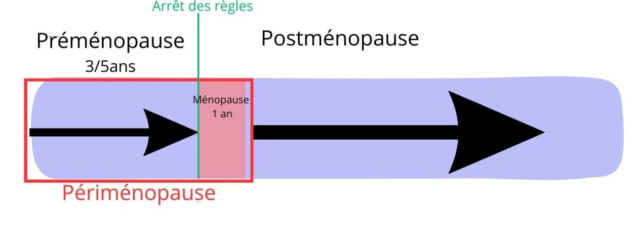 Schéma qui montre quand commence et s'a^rettent la préménopause, la périménopause, et la post ménopause 